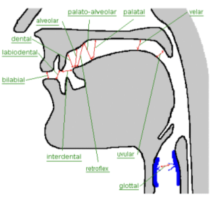 articulation-places.png