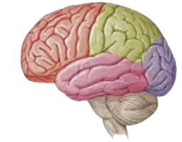 brain